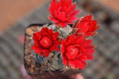 Plant Gymnocalycium Baldenium