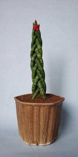 Sansevieria Cylindrica - Sturdy Stem Plant | Unique Cylindrical Shape, Low Maintenance, Ideal for Indoor Spaces