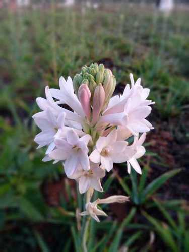 Pink Single Petal Tuberose (Rajanigandha) Flower - Floral Bulb, Pink Color, Elegant Flower Spikes with Long Vase-Life and Captivating Fragrance