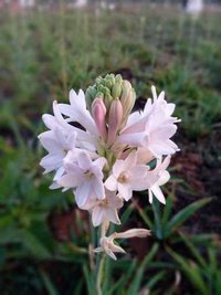 Pink Single Petal Tuberose (rajanigandha) Flower - Floral Bulb, Pink Color, Elegant Flower Spikes With Long Vase-life And Captivating Fragrance