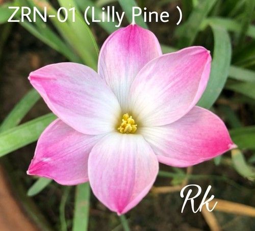 Lily Pine Rain Lily