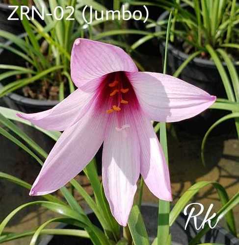 Jumbo Rain Lily - Flowering Plant, Exotic Lily Variety | Vibrant Blooms, Gorgeous Green Foliage, Ideal for Gardens and Landscapes