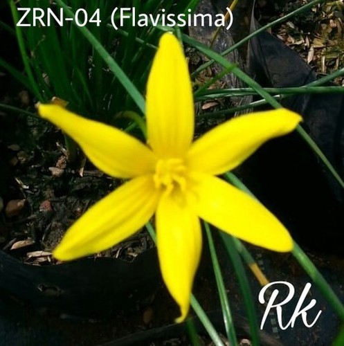 Flavissima Rain Lily - Flowering Plant, Elegant Variety of Lily | Stunning Blooms for Garden Enthusiasts