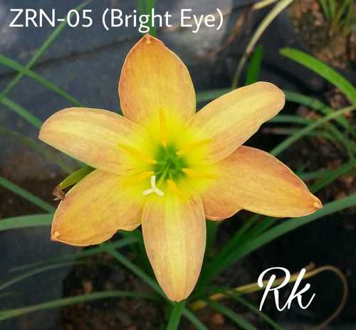 Bright Eye Rain Lily - Flora Variety: Lily | Vibrant Flower Type, Ideal for Gardens and Landscape Enhancement
