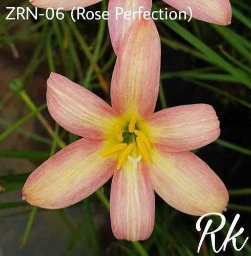 Rose Perfection Rain Lily - Exotic Flower Variety, Stunning Lily Type | Vibrant Blooms, Perfect for Gardening and Floral Arrangements