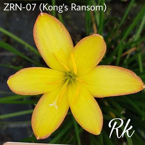 Kongs Ransom Rain Lily - Flower Plant, Varietal Lily | Elegant Blooms, Vibrant Colors, Ideal for Garden Landscapes and Floral Arrangements