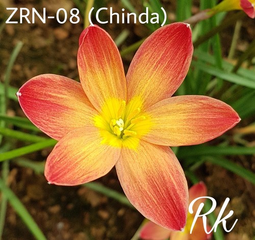 Chinda Rain Lily - Flowering Plant | Elegant Lily Variety for Lush Gardens, Featuring Vibrant Blossoms and Hardy Growth