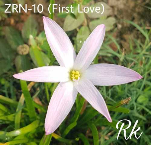 First Love Rain Lily - Flowering Plant Variety | Elegant White Blooms, Fragrant Aroma, Ideal for Gardens