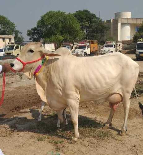 Cow