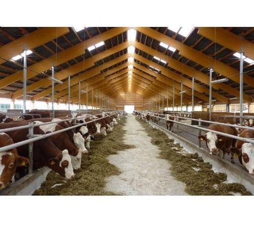 Poultry And Cattle Shed By Om Shree Ganesh India Pvt Ltd