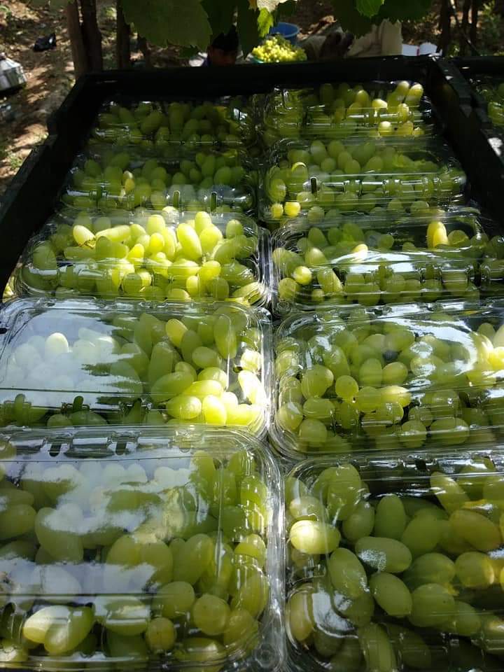 Grape