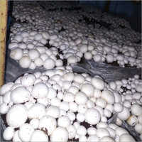 Common Fresh White Button Mushroom