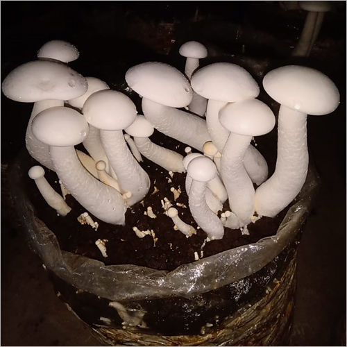 Calocybe Indica Mushroom