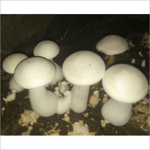 Edible Milky White Mushroom