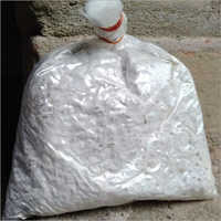 Milky White Mushroom Spawn
