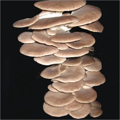 Pleurotus Flabellatus Oyester Mushroom