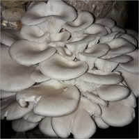 Common Pleurotus Ostriatus Oyster Mushroom
