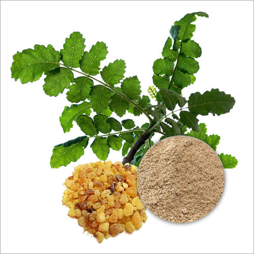 65 Percent Boswellic Acid Titrimetry Boswellia Serrata Extract Powder ...