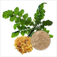 65 Percent Boswellic Acid Titrimetry Boswellia Serrata Extract Powder Recommended For: Men