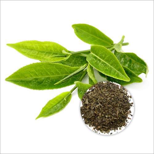 15 Percent Polyphenols Green Tea Leaf Extract Powder Recommended For: Women