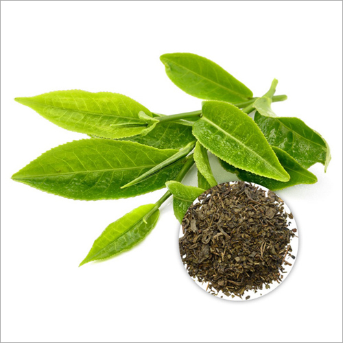 15 Percent Polyphenols Green Tea Leaf Extract Powder - Health-Boosting Antioxidant Formulation Supports Liver & Skin Health Regulates Blood Pressure Improves Brain Function