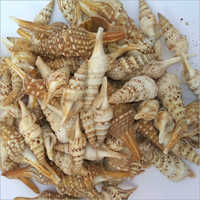 Natural Seashell