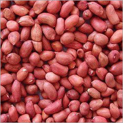 Organic Groundnut Seeds