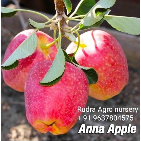 Anna Apple Plant By RUDRA AGRO NURSERY