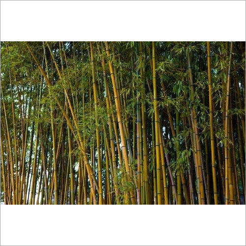 Golden Bamboo Plant Golden Bamboo Plant