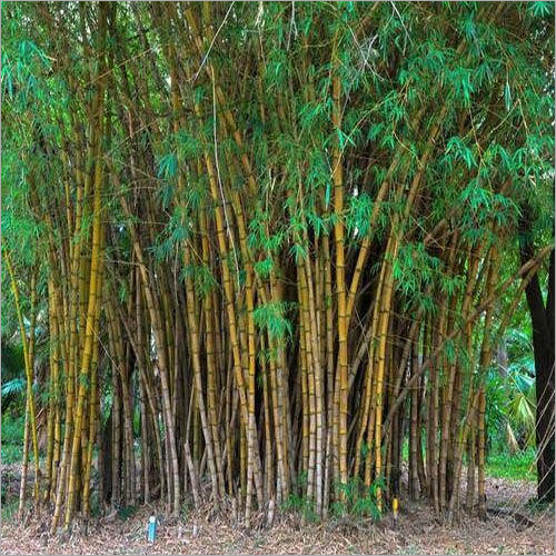 Long Bamboo Plant at Best Price in East Godavari Dist., Andhra Pradesh ...