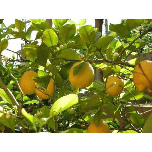 Lemon Tree Lemon Tree