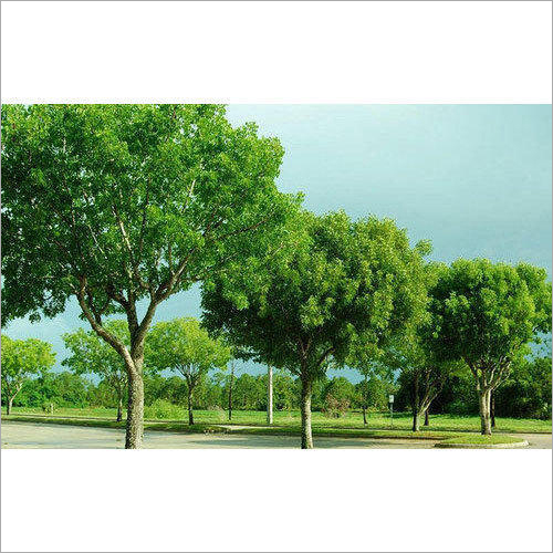 Mahogany Tree