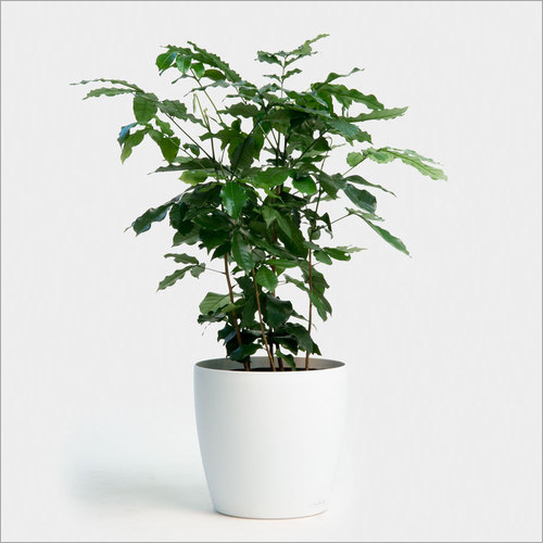 Mahogany Plant Mahogany Plant