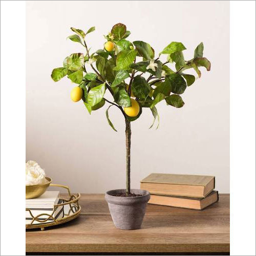 Lemon Plant Lemon Plant