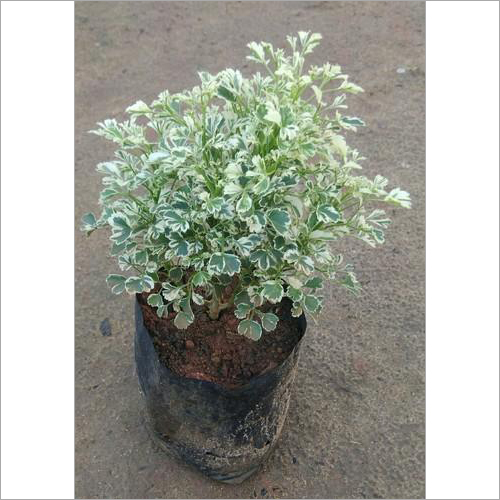 Aralia Snowbush Aralia Snowbush