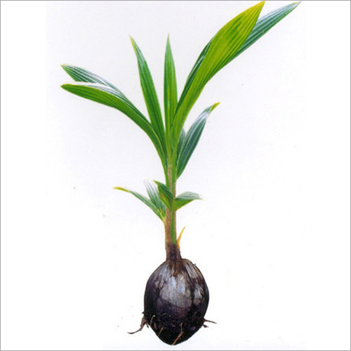 Coconut Plants Coconut Plants