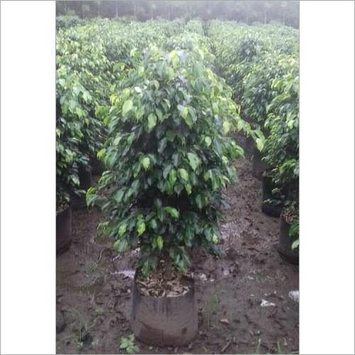 Black Pycus Black Pycus