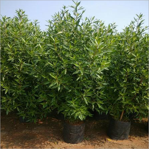 Conocarpus Conocarpus