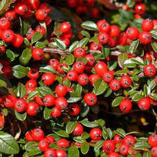 Wintergreen oil