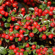 Gaultheria oil