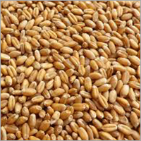Wheat Grain - Organic Dried Natural Brown Grain, 99% Purity for Indian Cuisine