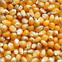 Maize Grain - Organic Yellow Grains High Purity High Protein for Indian Cuisine | Ideal Storage in Dry Place