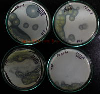 Microbial strain mineral solubilizing Activity