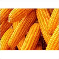 Corn Maize