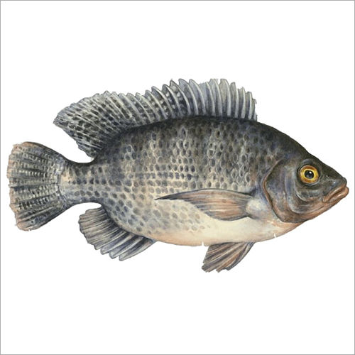 Tilapia Fish