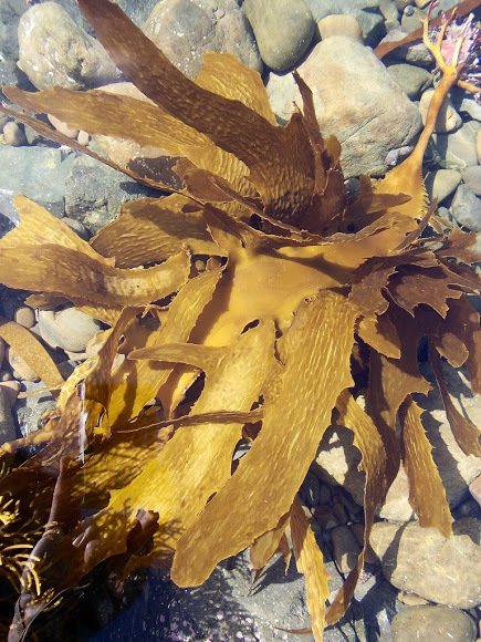 Seaweed Biostimulants Testing Services