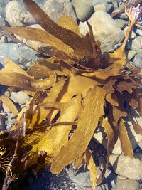 Seaweed Biostimulants