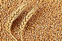 wheat
