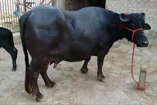 Black murrah buffalo