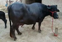 Black murrah buffalo